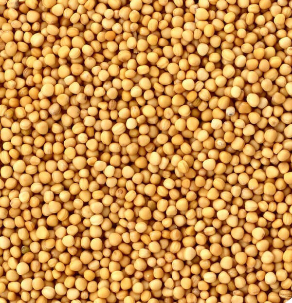 Yellow Mustard Seed