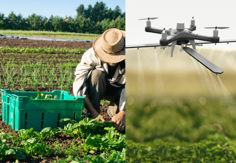 Chemical Farming vs Organic Farming