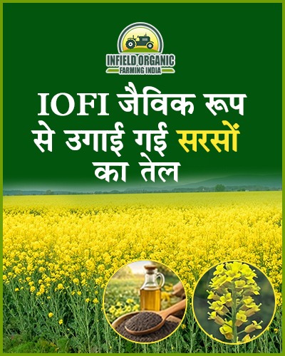 Oil Image Naturally Grown Black Mustard Oil 1 ltr