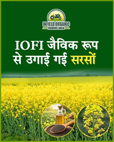 Organic Mustard Oil Naturally Grown Black Mustard Oil
